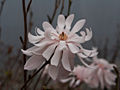 Magnolia stellata Rosea IMG_5308 Magnolia gwiaździsta Rosea